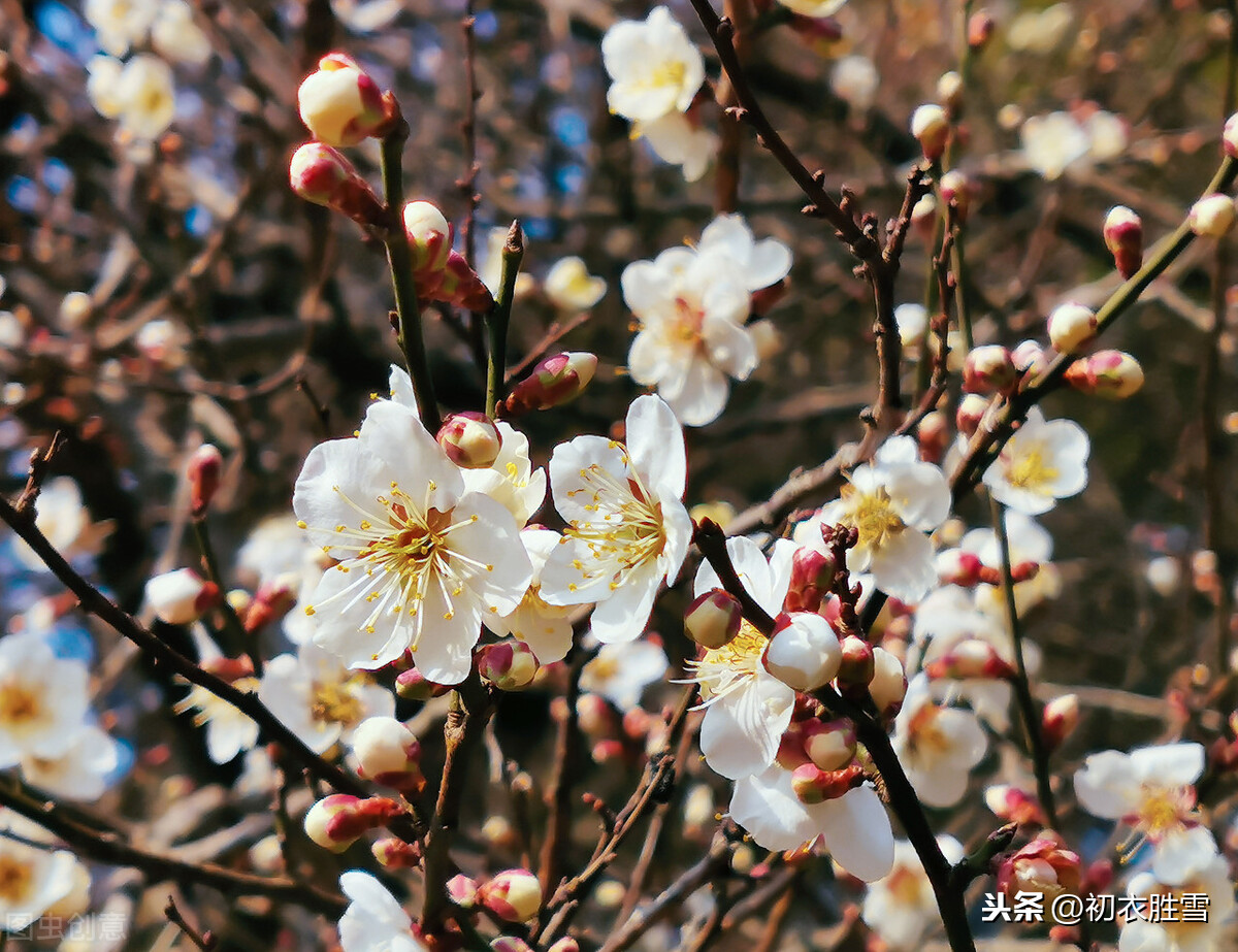 唐诗五言早春梅花五首：看花识梅早，乡思满南枝