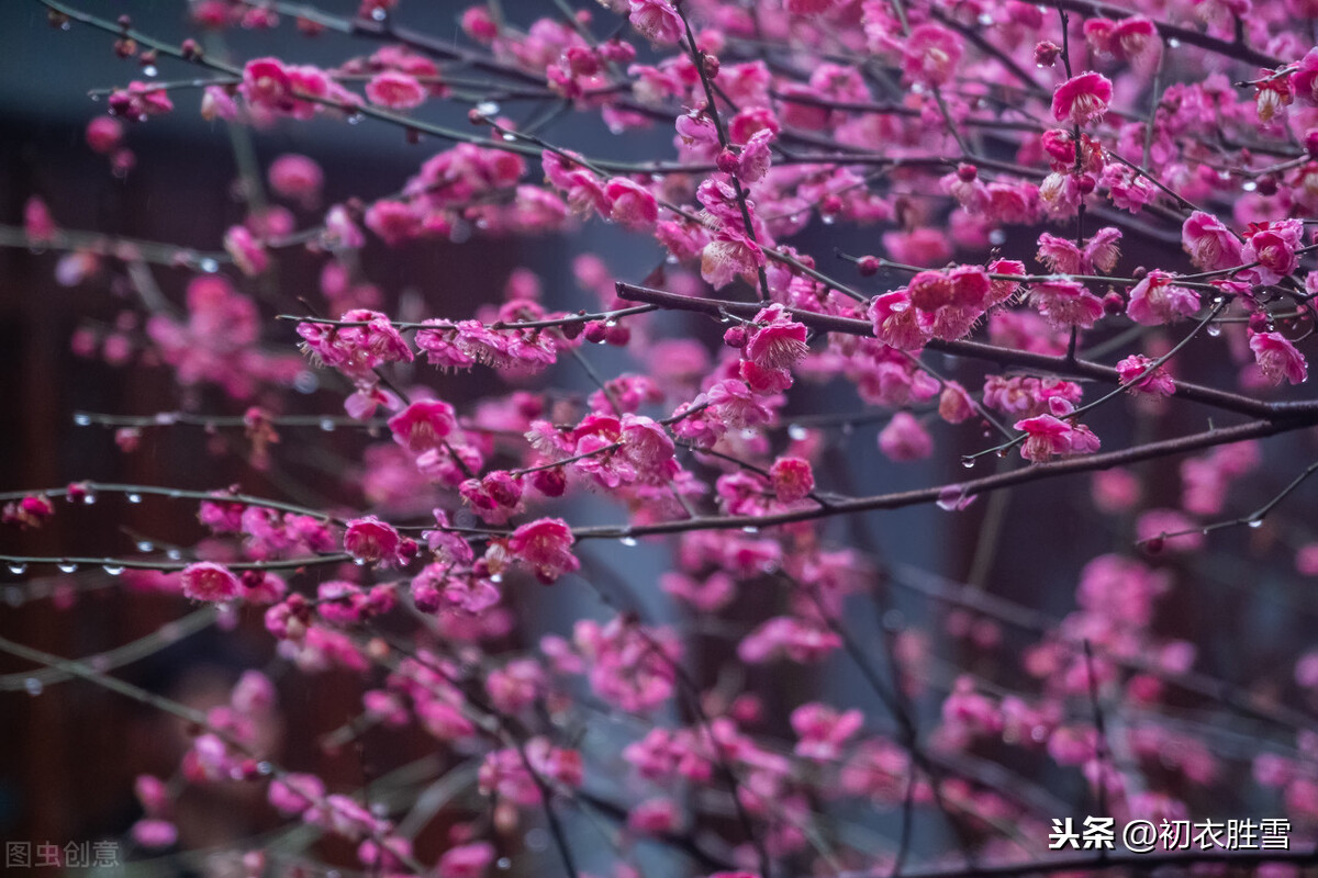 龚自珍的梅花奇缘，买了三百盆梅花，却不写梅花疏影暗香，为何？