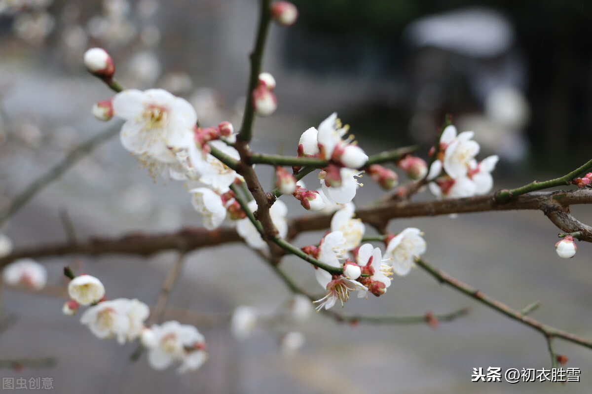 纳兰性德两首梅花，一开一落，写尽凄凉与柔情