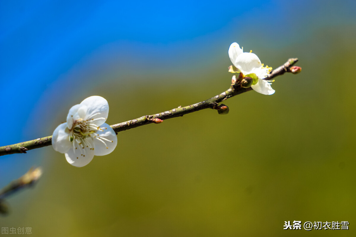 腊月花事梅花五首：一枝梅破腊，万象渐回春