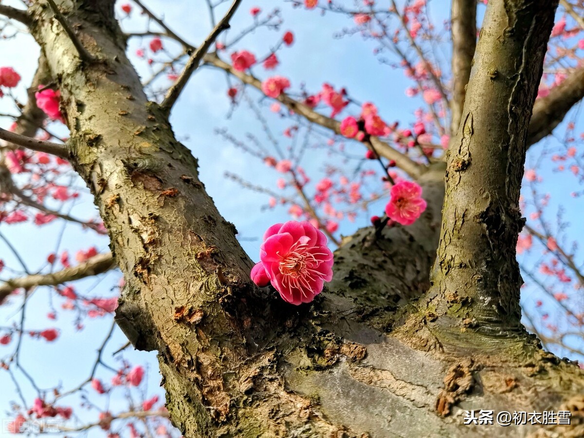 陆游慷慨爱国梅花诗三首，向来冰雪凝严地，直与天地争春回