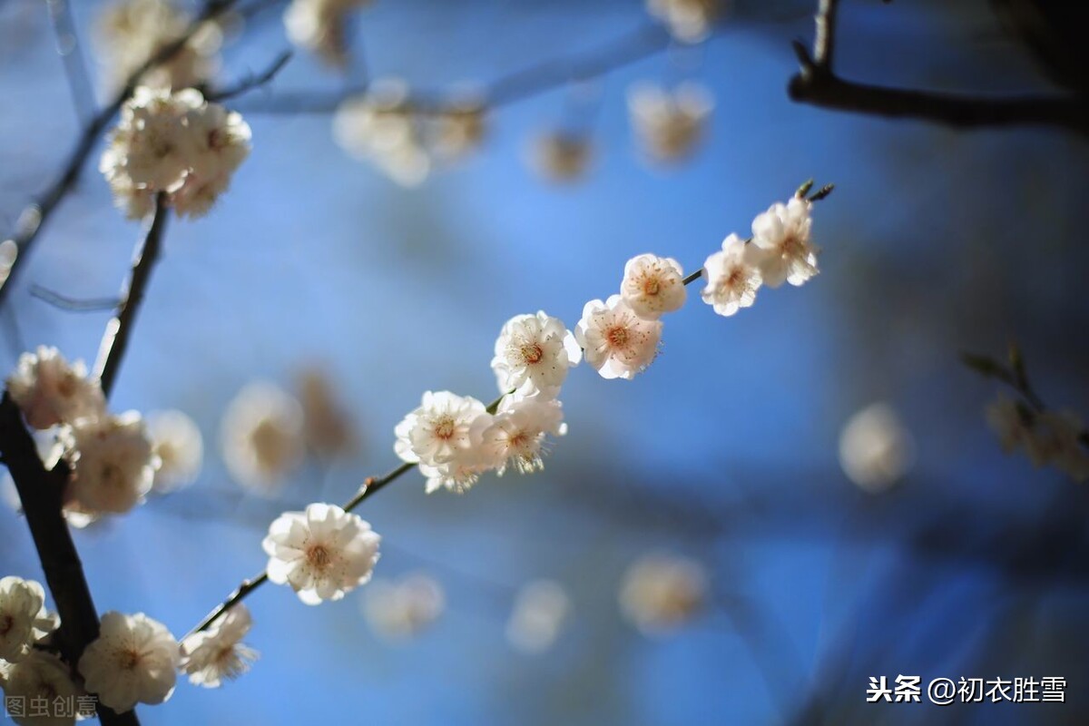 纳兰性德两首梅花，一开一落，写尽凄凉与柔情