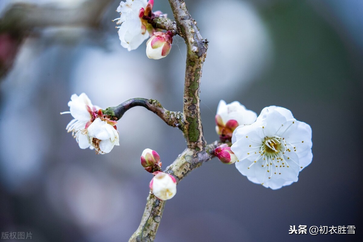 江城五月落梅花，谈谈从汉朝到唐朝，诗词中梅花落的含义和演变