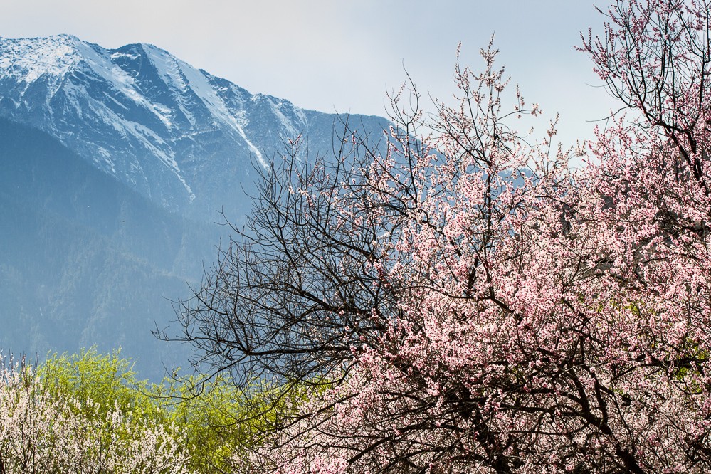 年度旅行3千万人次，被称为“西藏小江南”的林芝，究竟有多美？