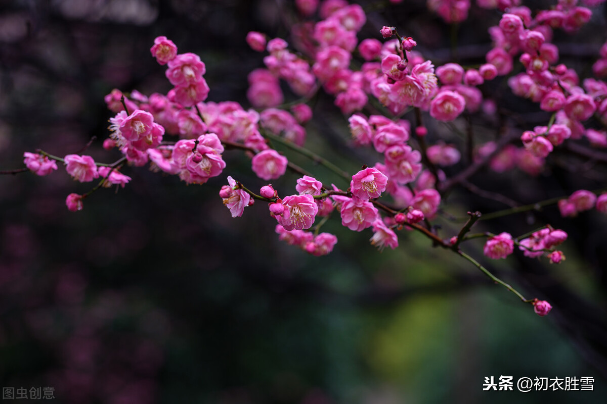 梅花年芳7首，梅花别号年芳，可不是出自李商隐，而是出自韦应物