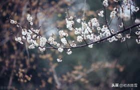 梅花年芳7首，梅花别号年芳，可不是出自李商隐，而是出自韦应物