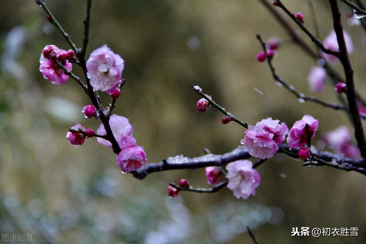 朱敦儒梅花三首，从古涧一枝梅的清奇，到一任梅花做雪飞的颓丧