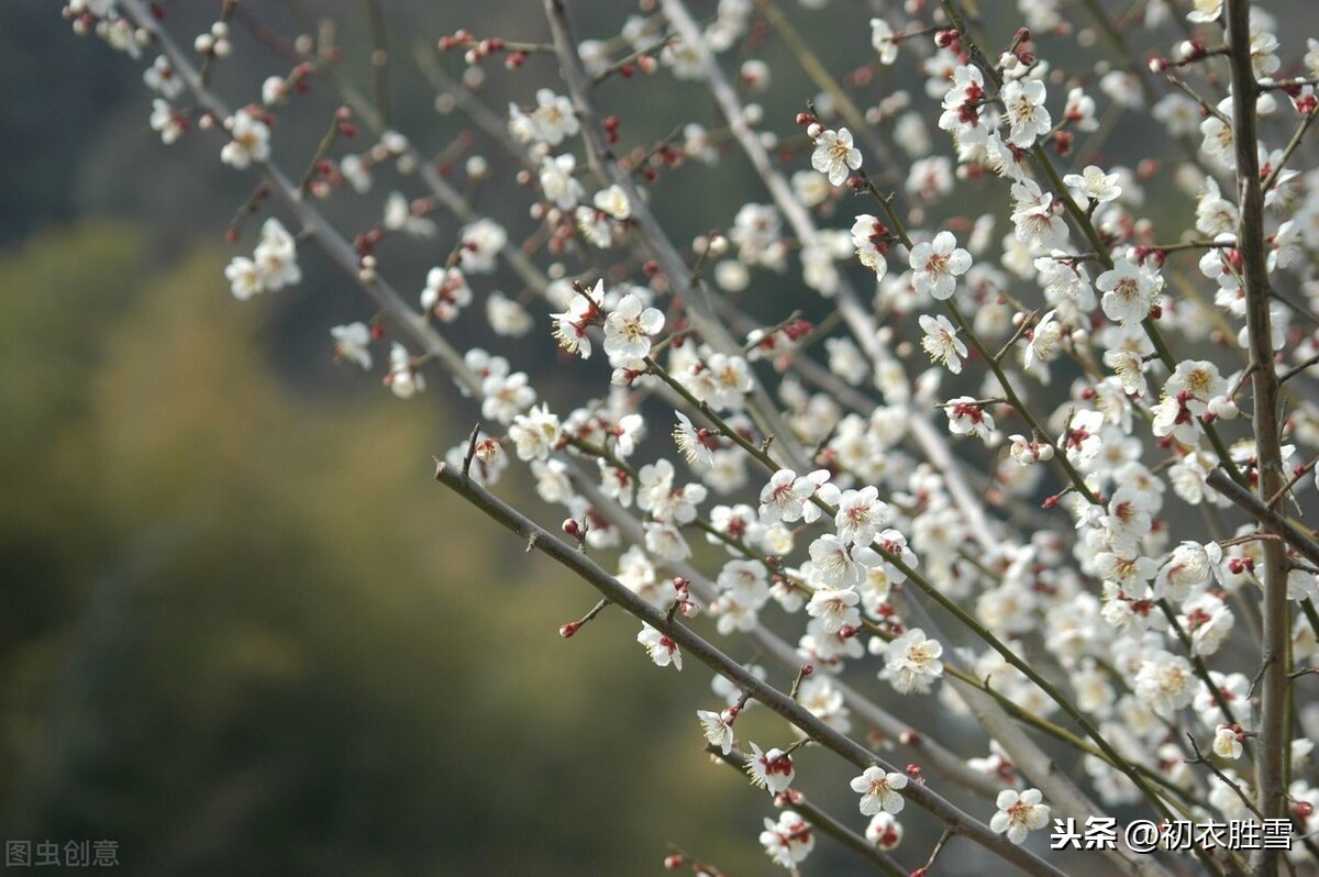 梅花年芳7首，梅花别号年芳，可不是出自李商隐，而是出自韦应物