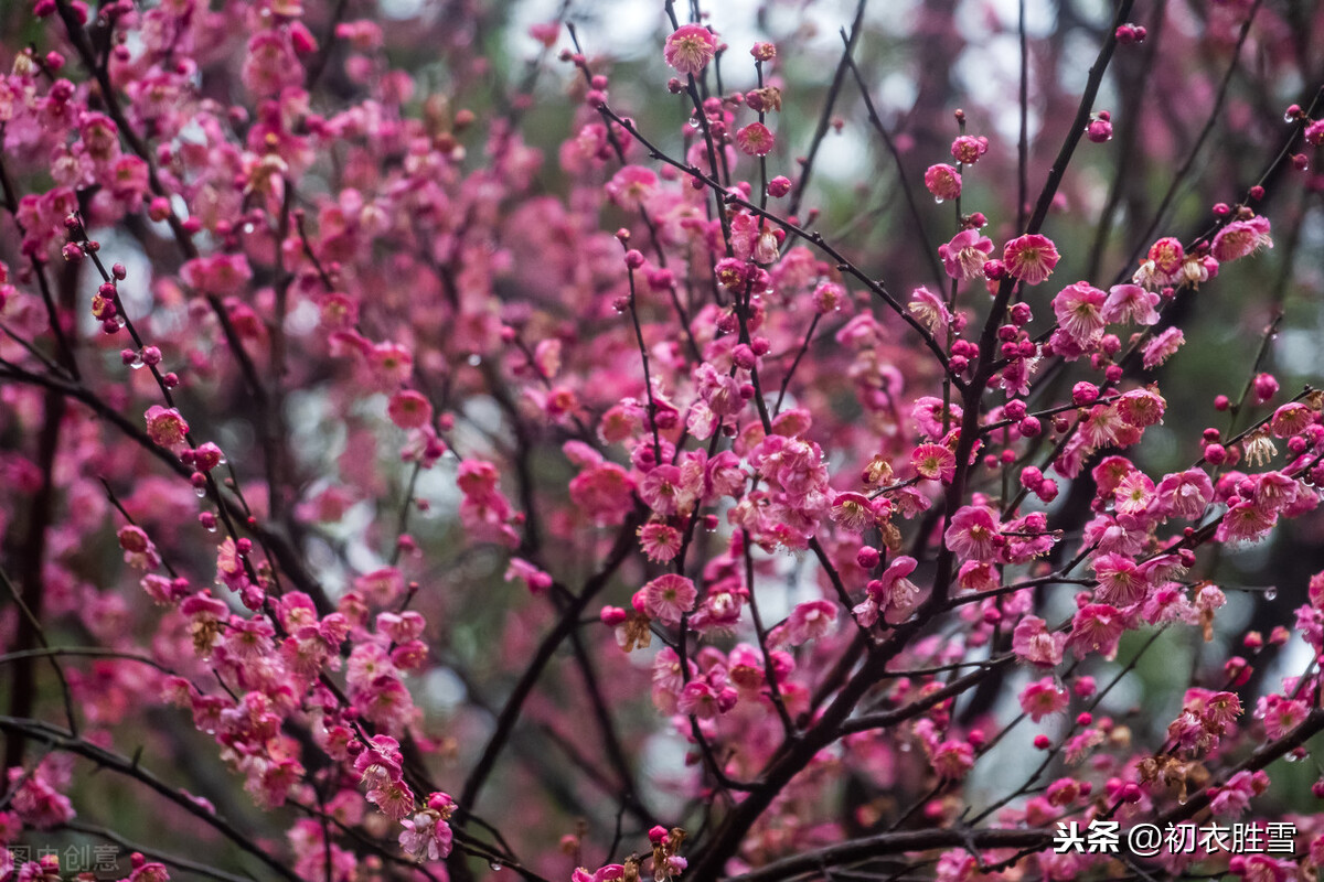 梅花年芳7首，梅花别号年芳，可不是出自李商隐，而是出自韦应物