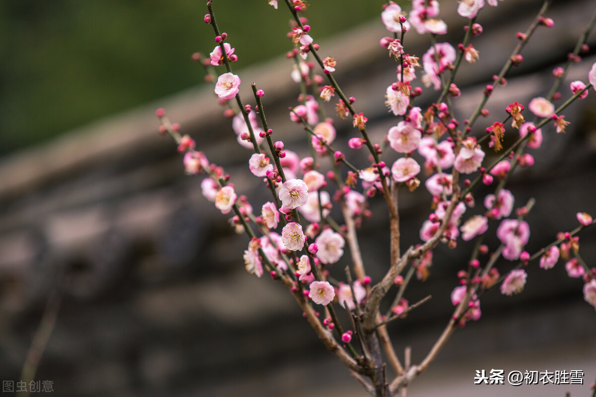 龚自珍的梅花奇缘，买了三百盆梅花，却不写梅花疏影暗香，为何？