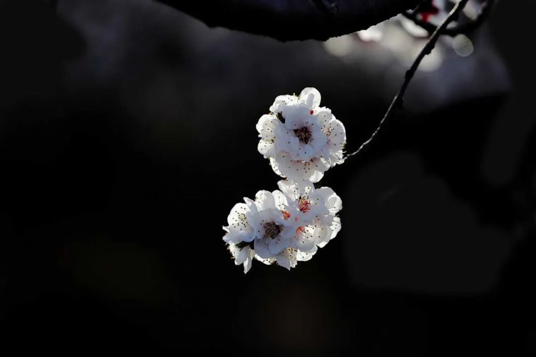 春季赏花指南，一处比一处惊艳，美到犯规