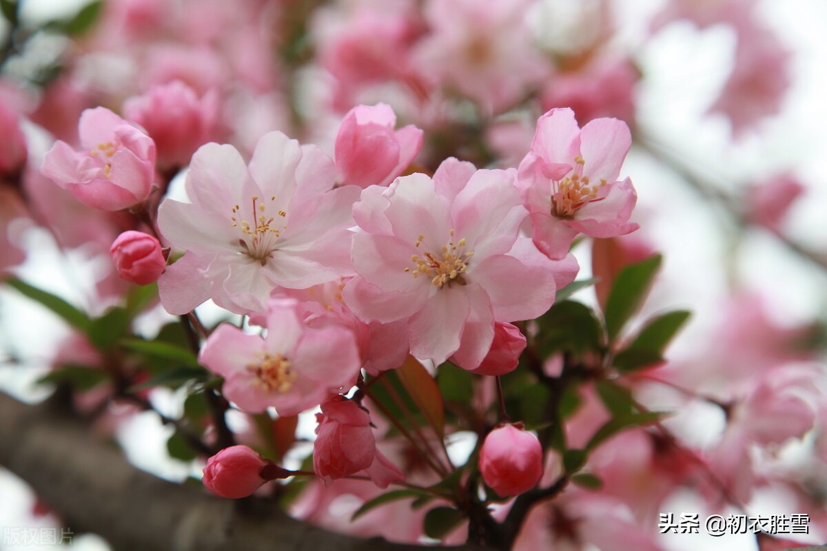 赏读蒋捷海棠春词：春晴也好，春阴也好，春雨如丝，绣出花枝红袅