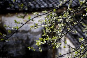 西安周边最惊艳人的十家民宿，充满诗情画意，如春日里的世外桃源