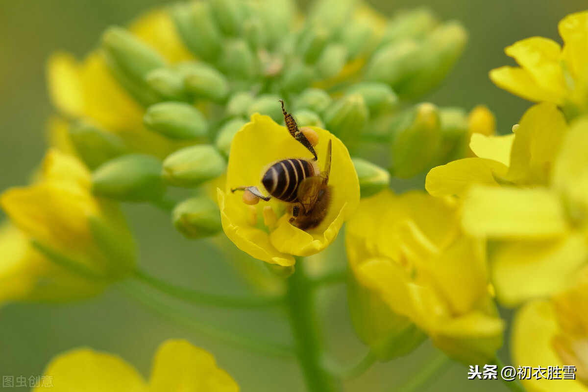 早春花信风之菜花9首：黄蝶似花花似蝶，一段春光属菜花