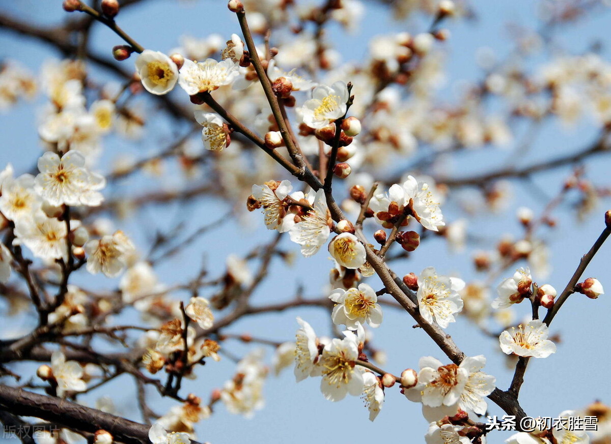 唐朝赏落梅6首，山树落梅花，行歌伴落梅，落梅是梅花花瓣雨