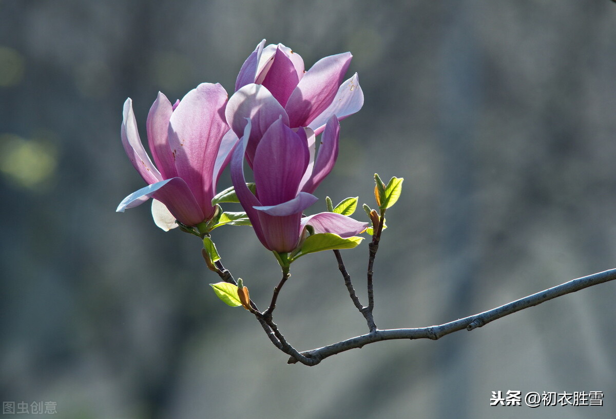 早春辛夷花六首：空庭向晚春微雨，红胭脂染小莲花