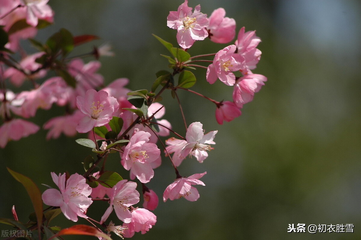 唐诗海棠6首：海棠花里鹧鸪啼，半开时节最妖娆