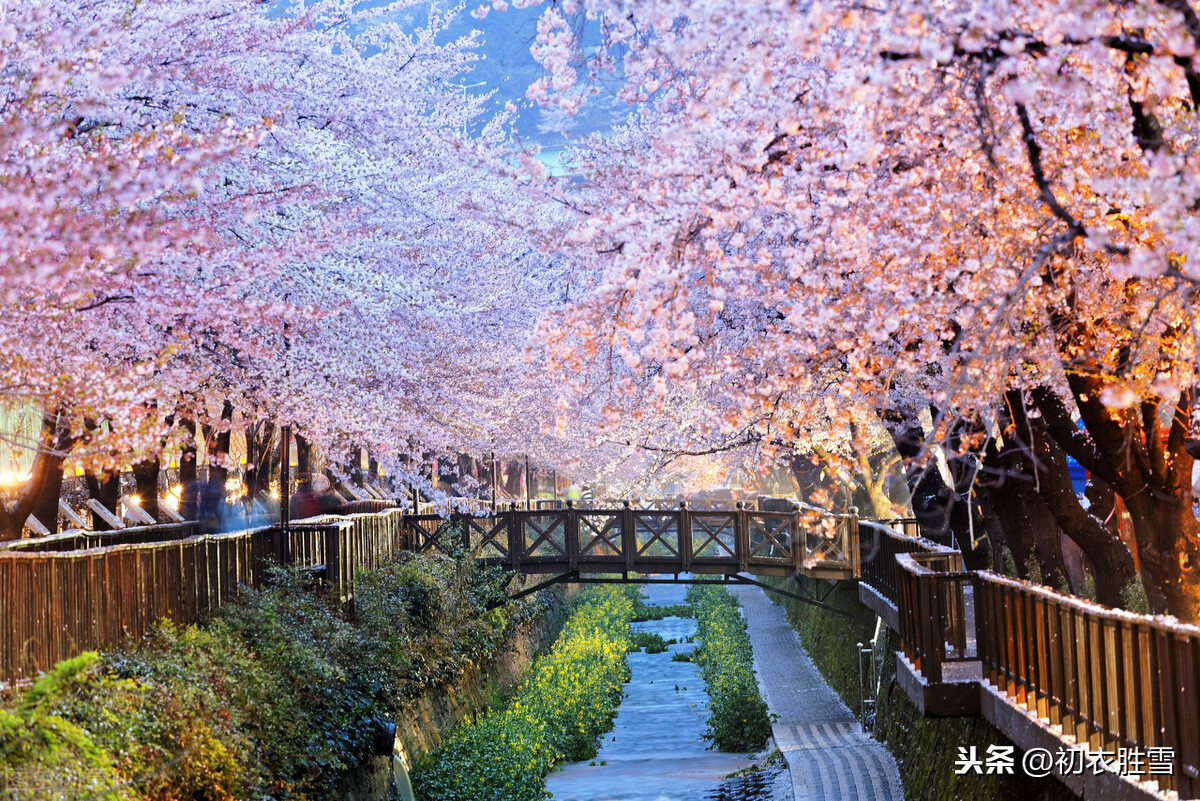 春雨楼头曼殊诗，眼前樱花雨，心里浙江潮