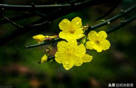 雨水节气，天一生水，赏读6首美丽的春水和春雨诗