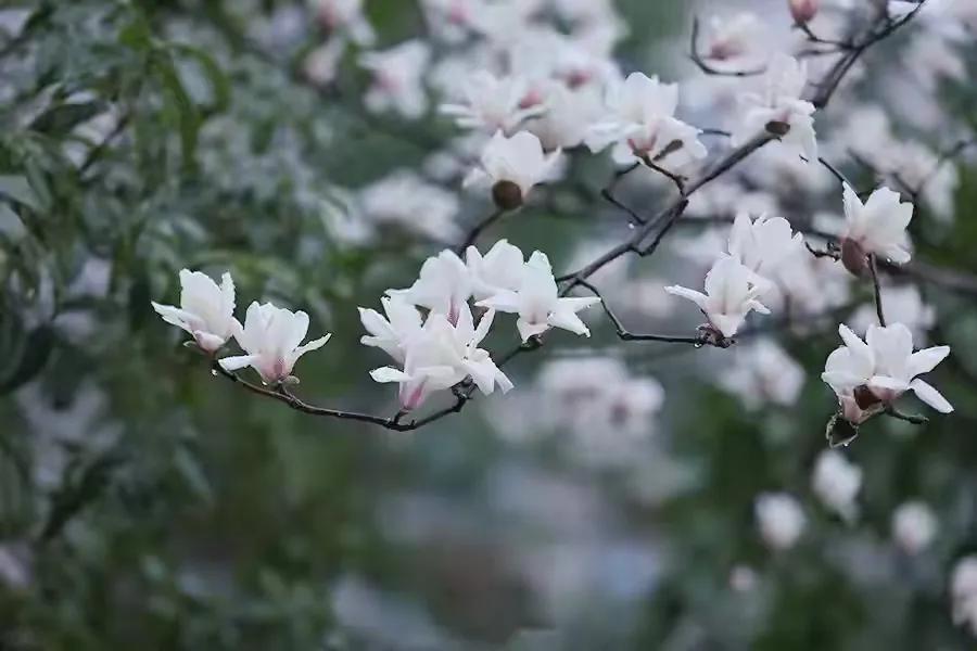 阳春三月，烟花烂漫。我在花下摘几朵小诗，与君共赏