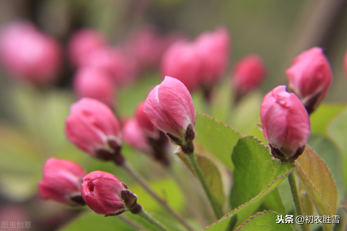 唐诗海棠6首：海棠花里鹧鸪啼，半开时节最妖娆