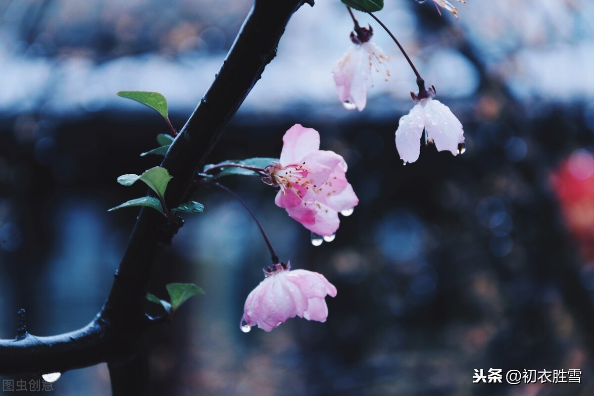 王维春雨劝裴迪，冷邃透骨又知心温润，诗里有王维隐居的真正原因