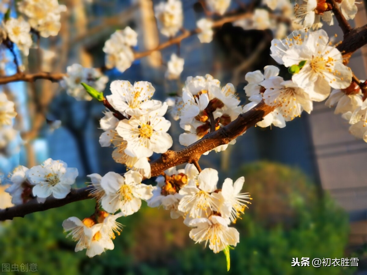 樱桃花古诗词6首，雪缀云装万萼轻，小立樱桃下