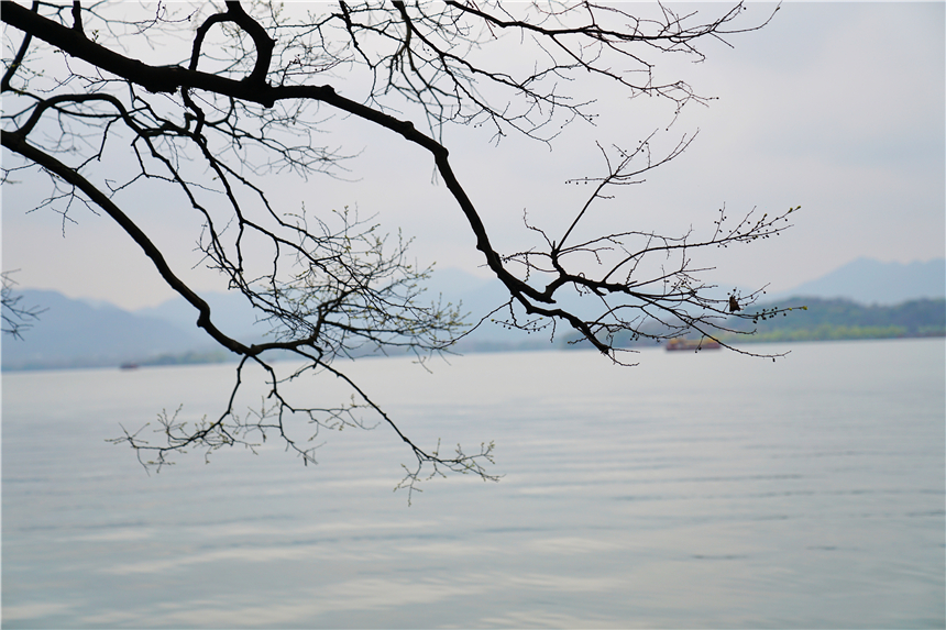 三月杭州行，烟雨迷蒙中寻找西子湖畔的海棠花开，雨西湖更有韵味