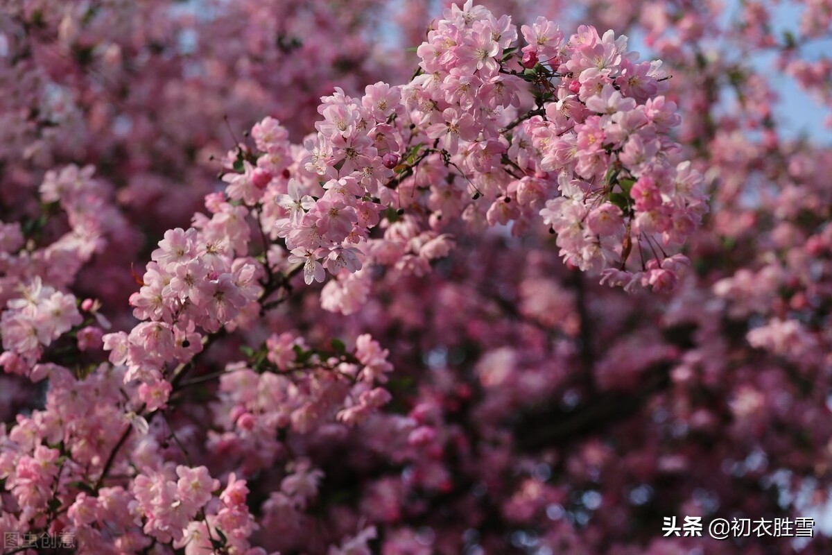 百般耐读的李清照海棠花：知否，知否，应是绿肥红瘦