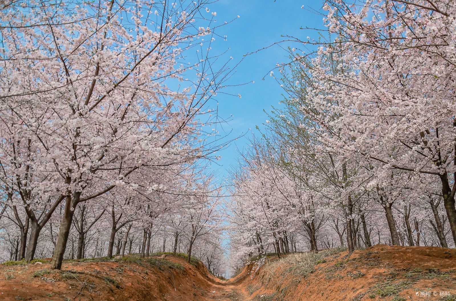 中国第一大樱花园，樱花达70多万株，此时正值最佳观赏期