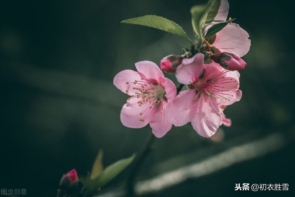 诗经桃花，桃之夭夭，灼灼其华，这个夭夭，可不是说的桃花娇艳