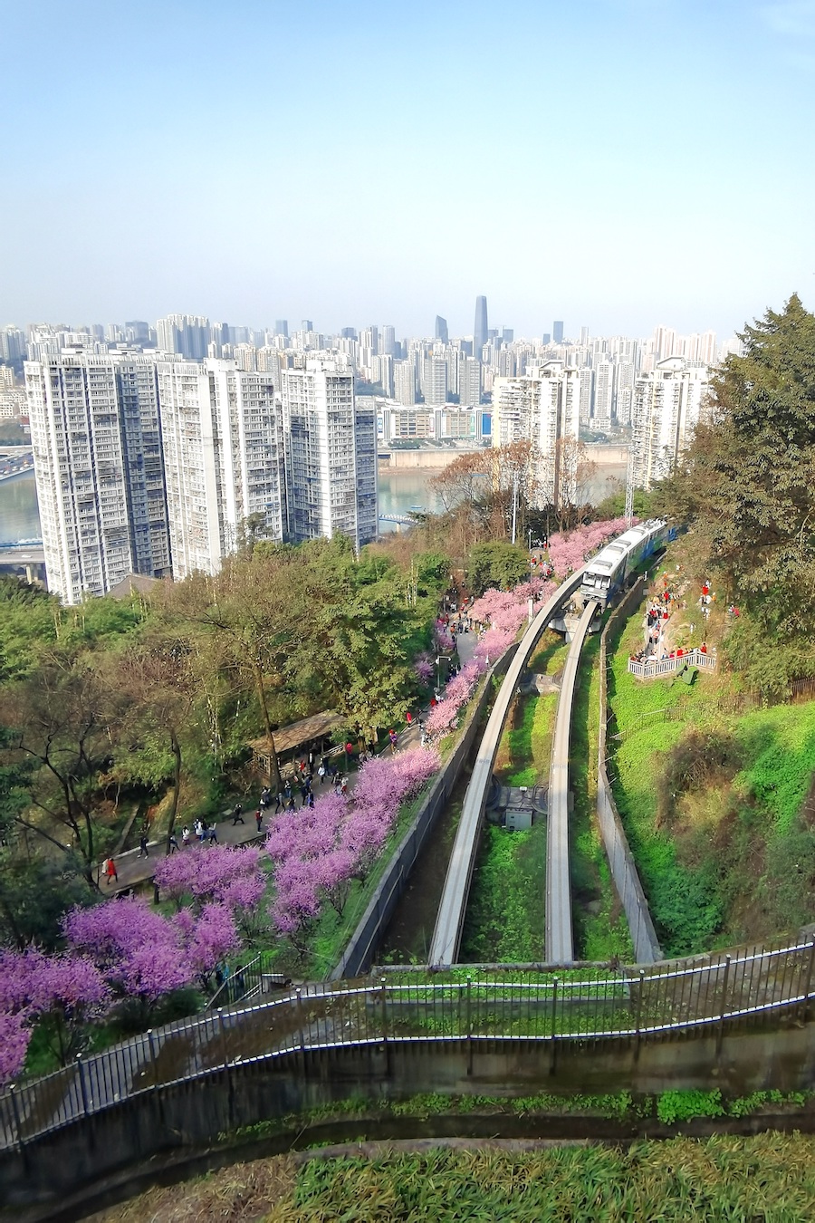 华春莹点赞“开往春天的列车”，重庆这片花海出圈了