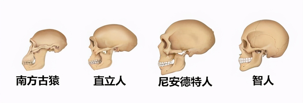 人都是女人生的，在人类出现之前，第一个女人是哪里来的？