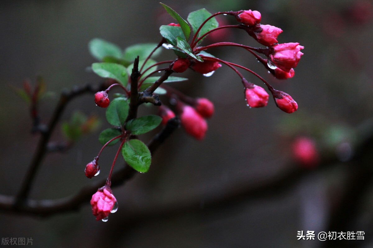 陈与义春雨海棠四首，乱世丹心，海棠不惜胭脂色，独立濛濛细雨中