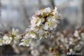 唐诗里的山樱花，开在寒食节清明节左右，是樱花的本源