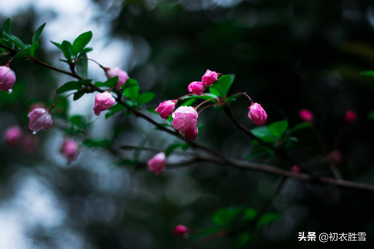 陈与义春雨海棠四首，乱世丹心，海棠不惜胭脂色，独立濛濛细雨中