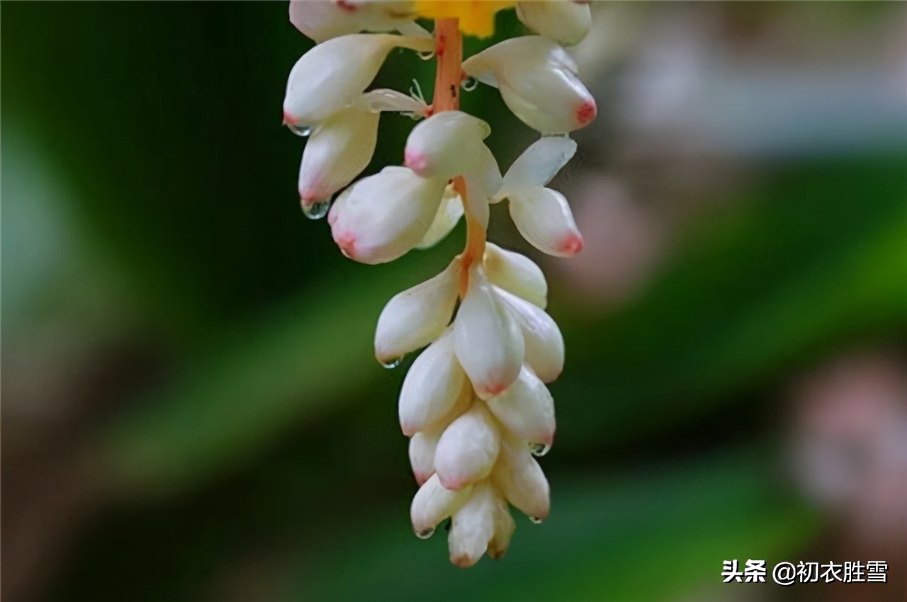 三月春风二月花，豆蔻梢头二月初，看看古诗词里的六首二月花