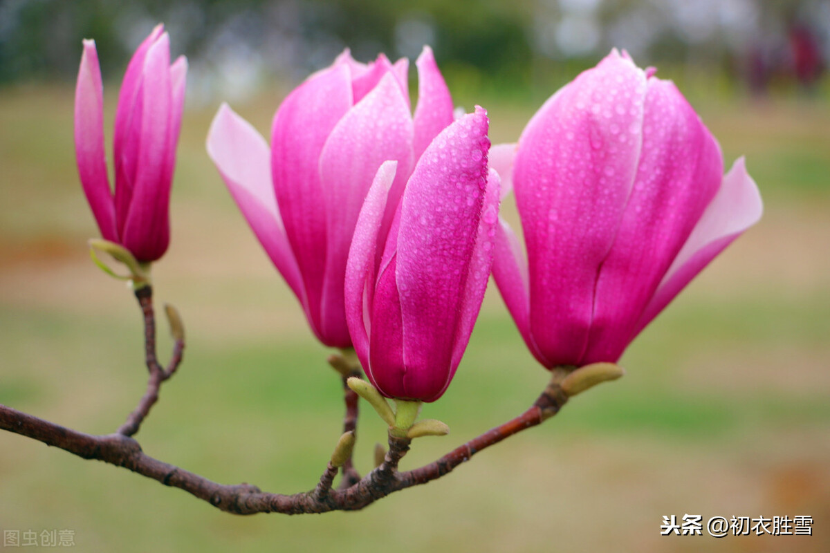 早春辛夷花六首：空庭向晚春微雨，红胭脂染小莲花