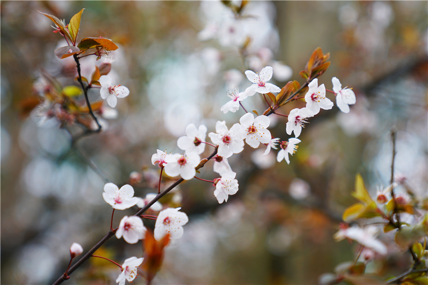 三月杭州行，烟雨迷蒙中寻找西子湖畔的海棠花开，雨西湖更有韵味