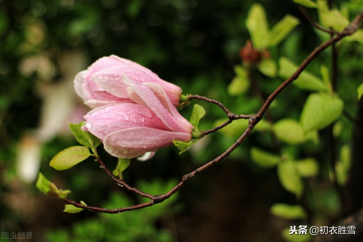 惊蛰节气之美，春雷，春雨，春虫，春草，春花，喜春回