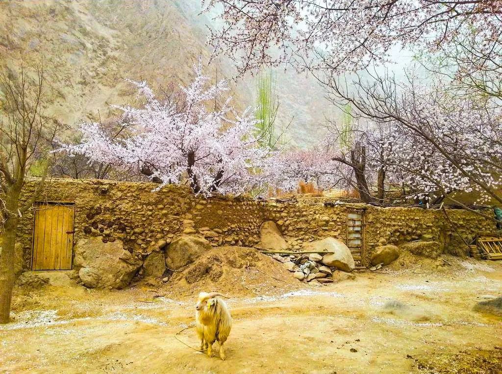 南疆秘藏的赏花自驾路线，看杏花秘境，穿越四条神秘公路