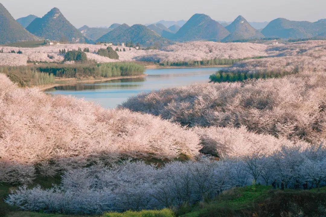 4年前就被曝光，在国外爆红，这处樱花海竟没几个中国游客知道？