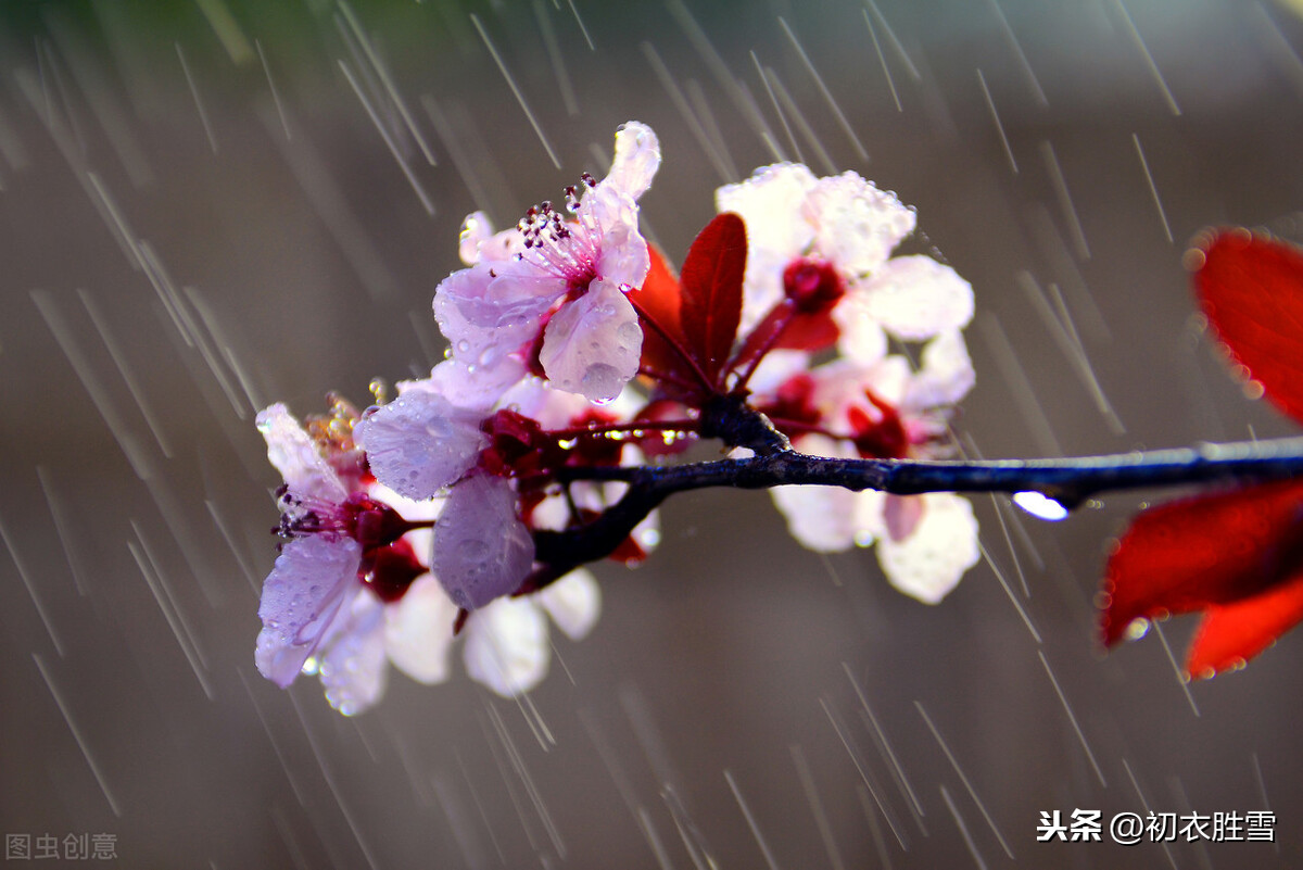 惊蛰节气之美，春雷，春雨，春虫，春草，春花，喜春回