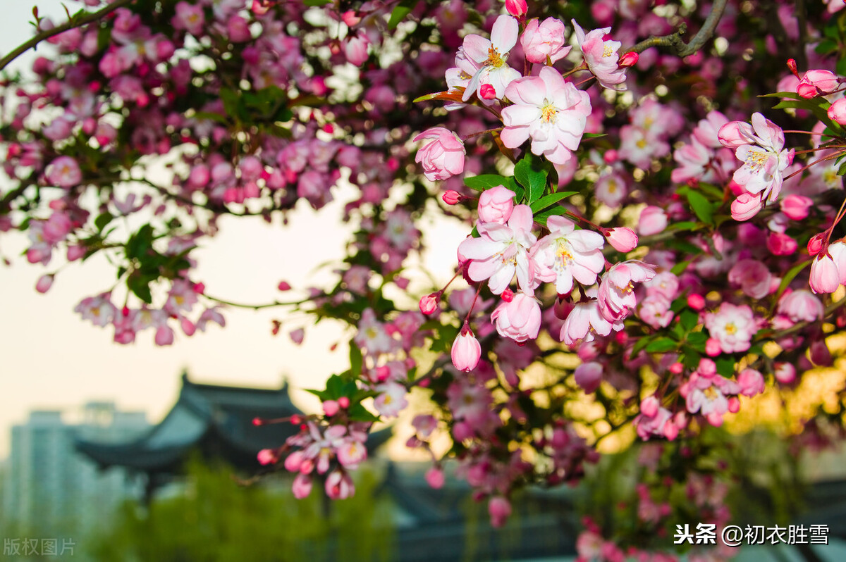 赏读欧阳修仲春海棠美词，百花次第争先出，唯有海棠梨第一