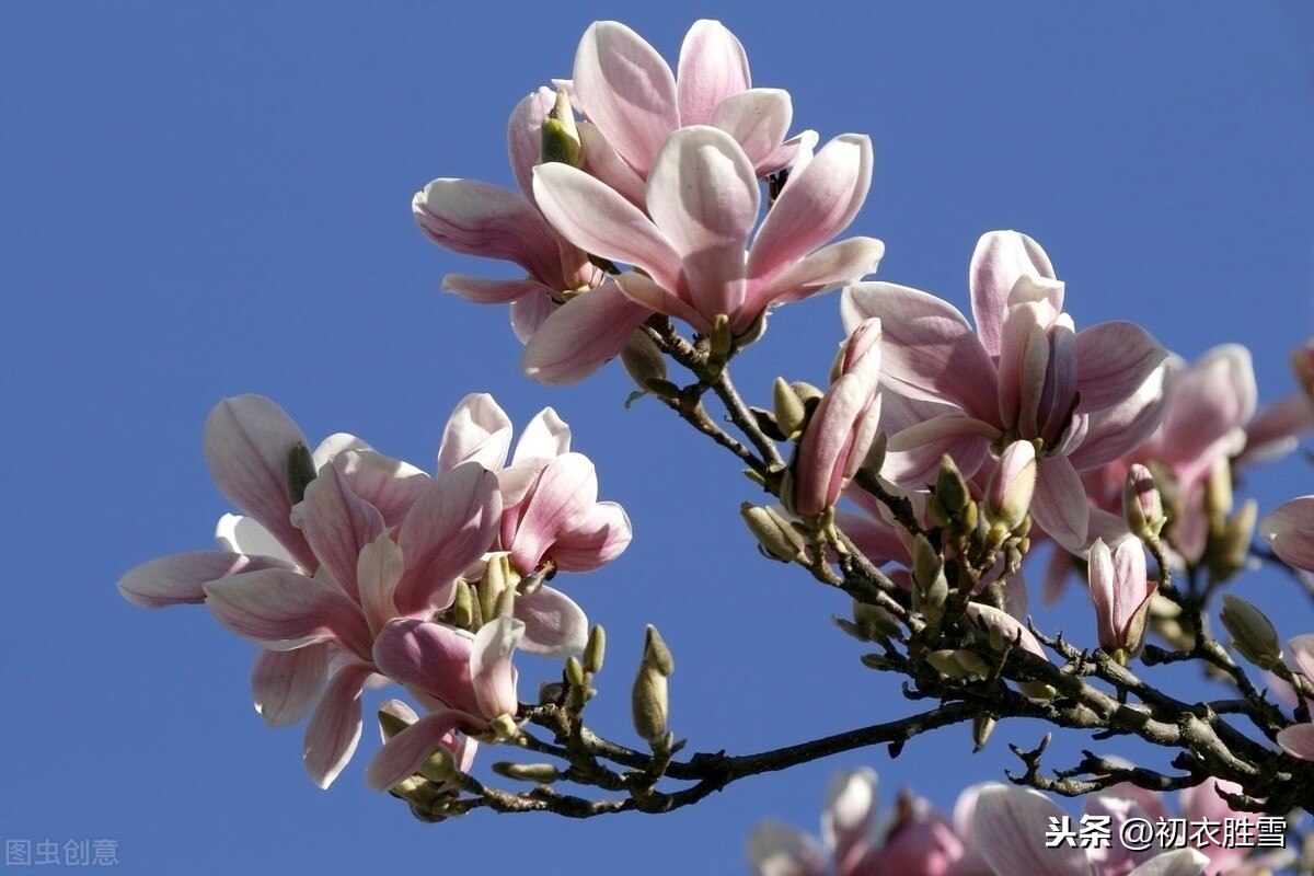 古诗木兰花与花木兰5首：木兰曾作女郎来，应添一树女郎花