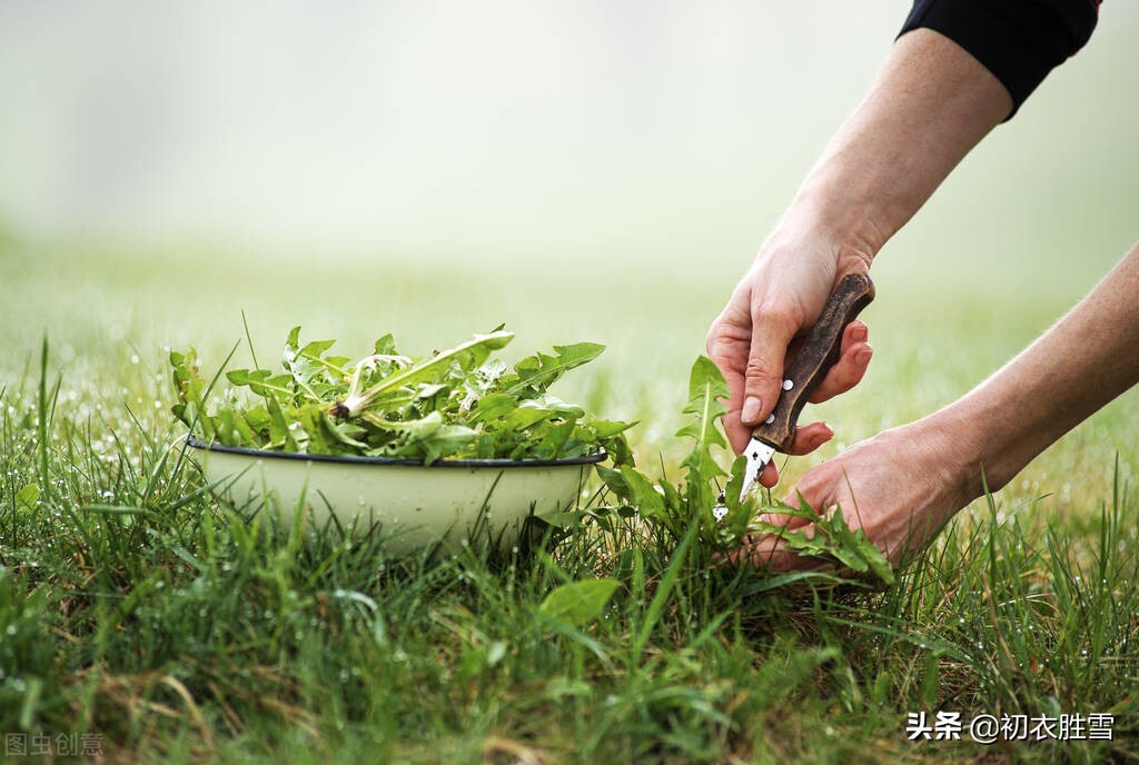 诗中二月二，龙抬头又叫挑菜节，挑菜节唐朝就有，或起源更早