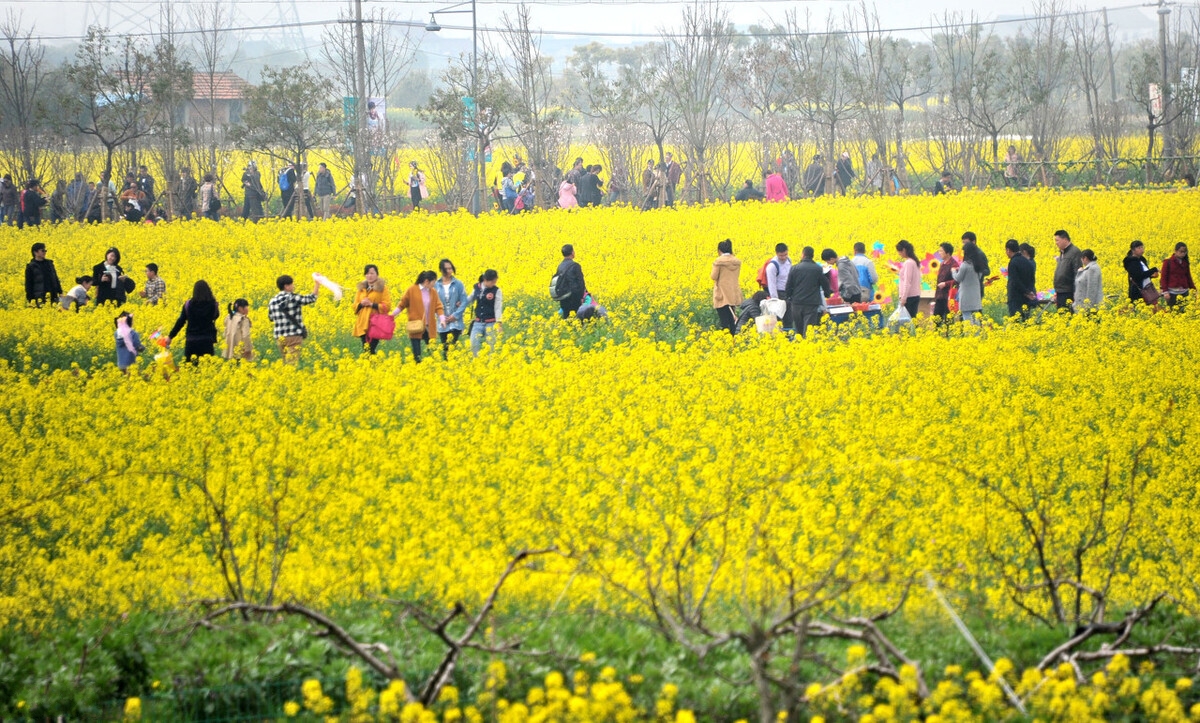 国内最美的15处油菜花海全在这里了，你去过几个？