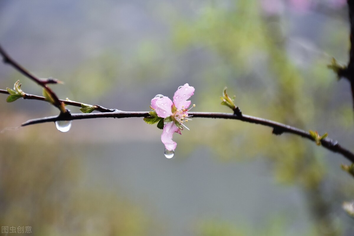 春雨纷纷，一半诗意，一半忧伤