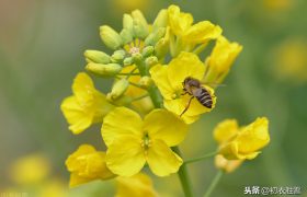 早春花信风之菜花9首：黄蝶似花花似蝶，一段春光属菜花