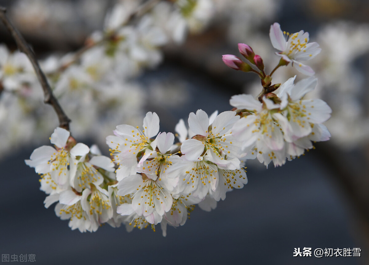 元稹樱桃花丽诗两首：樱桃花，一枝两枝千万朵，花砖曾立摘花人